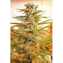 M39 Seeds Feminized Cannabis