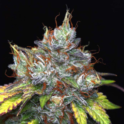 PURPLE KUSH Seeds Feminized Cannabis 
