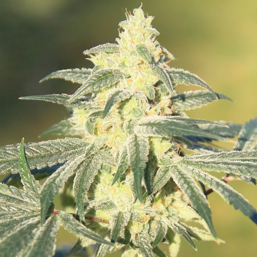 Purchase NYC Diesel feminized seeds