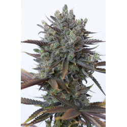 CBD Purple Kush Feminized Cannabis Seeds