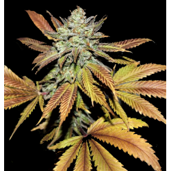 FRUITY PEBBLES 2.0 Feminized Cannabis Seeds