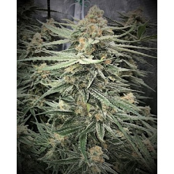 Blueberry Kush X AK 47 Feminized Cannabis Seeds 
