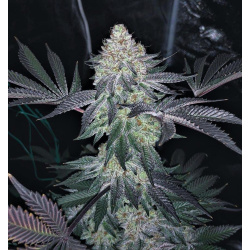 Gorilla Glue x Girl Scout Cookie Feminized Cannabis Seeds