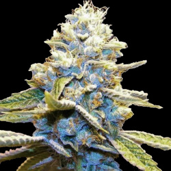 Blue God cannabis seeds