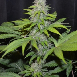 AUTO CBD WHITE WIDOW Feminized Cannabis Seeds
